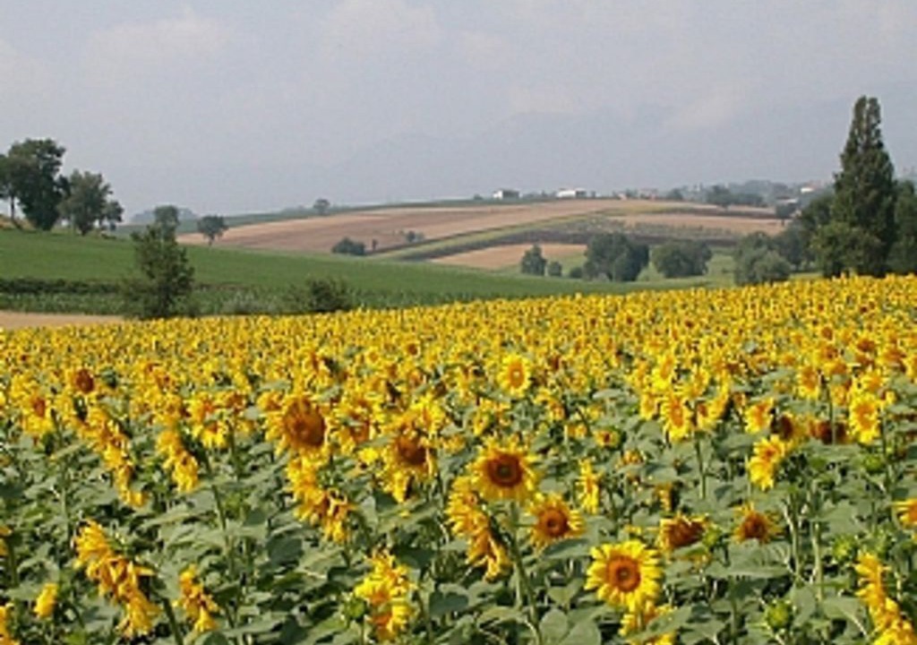 Photo of Outdoor in Piegaro