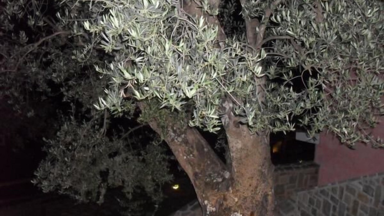 Photo of Outdoor in Pollica