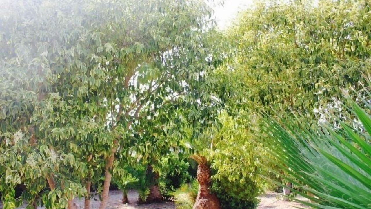 Photo of Outdoor in Leverano