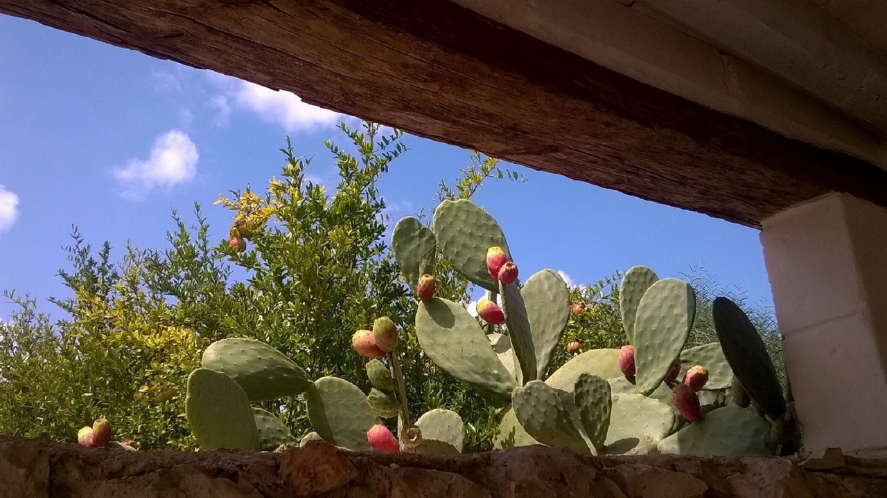 Photo of Outdoor in Ostuni