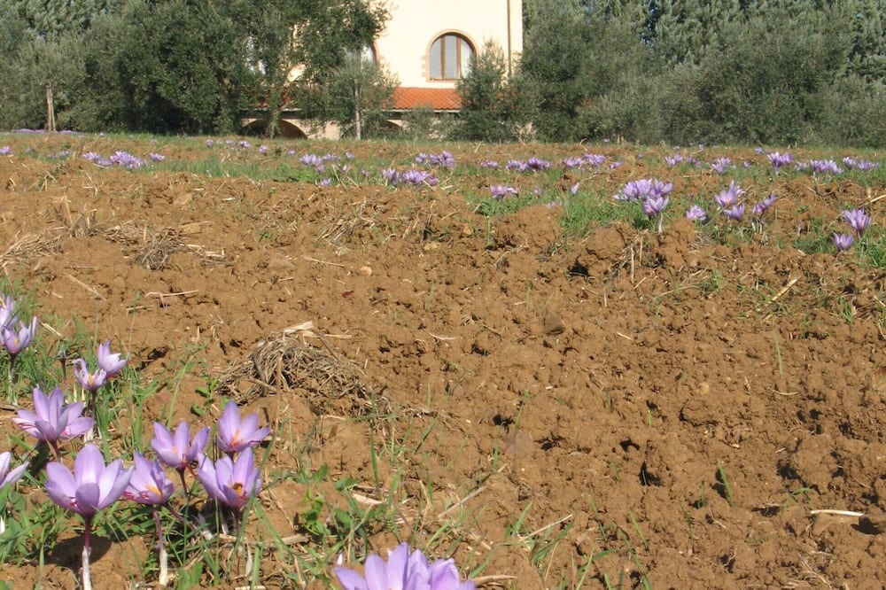 Photo of Outdoor in Montorsaio