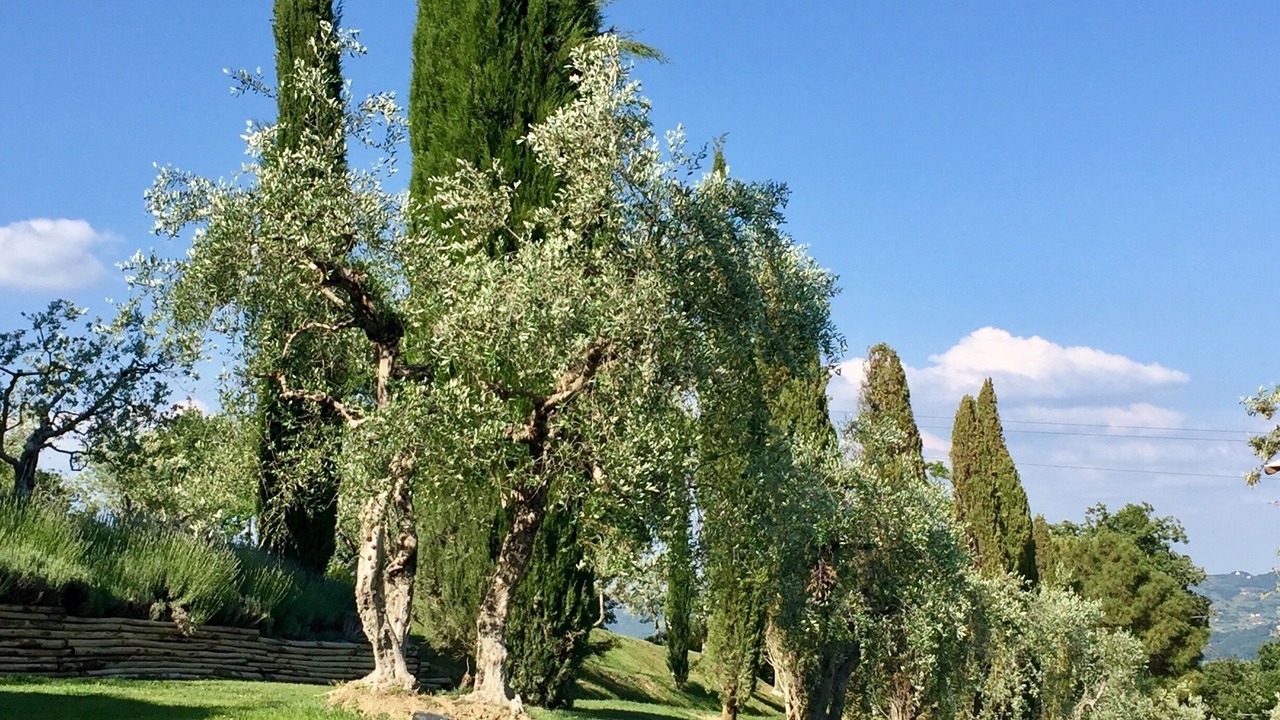 Photo of Others in Cetona