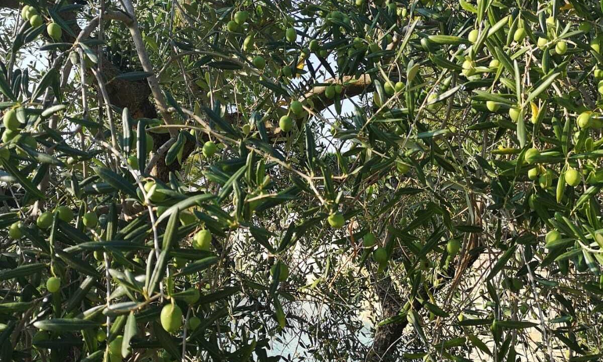 Photo of Outdoor in Palo del Colle