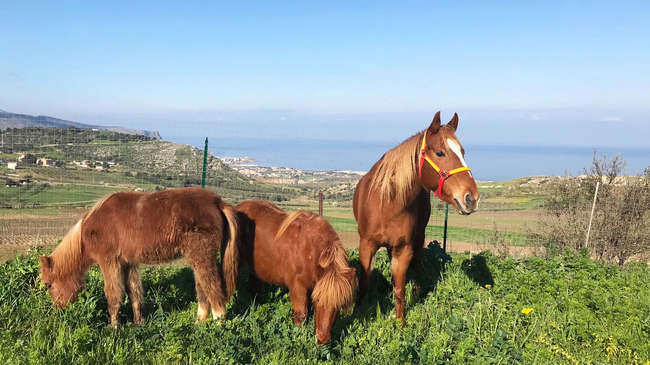 Photo of Others in Erice