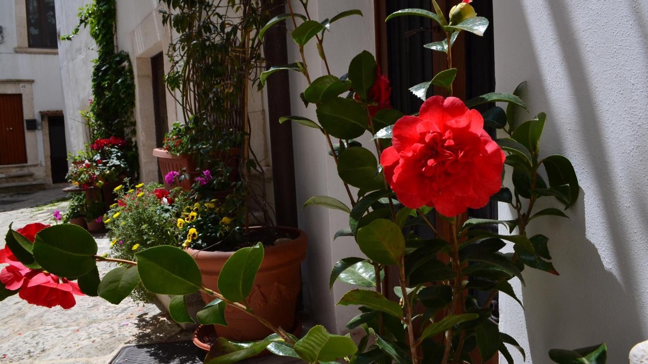 Photo of Outdoor in Putignano