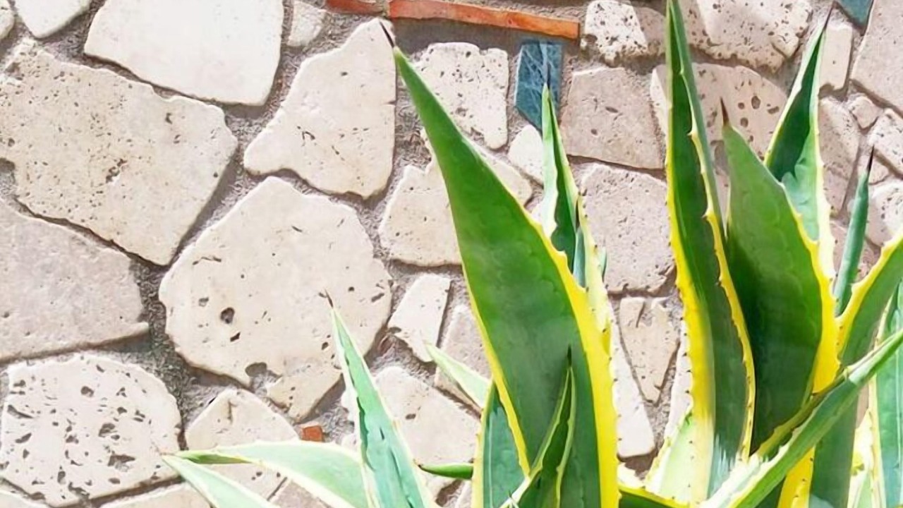 Photo of Patio Balcony in Trionfale