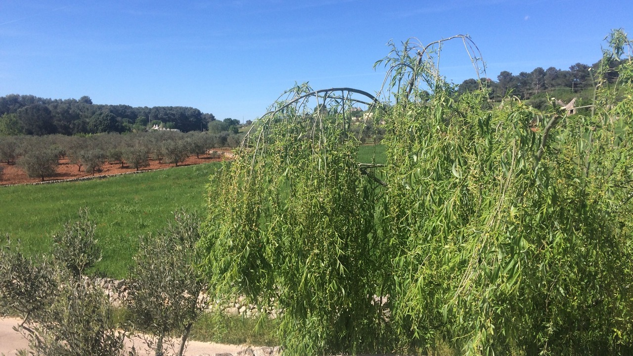 Photo of Outdoor in Old Town Cisternino