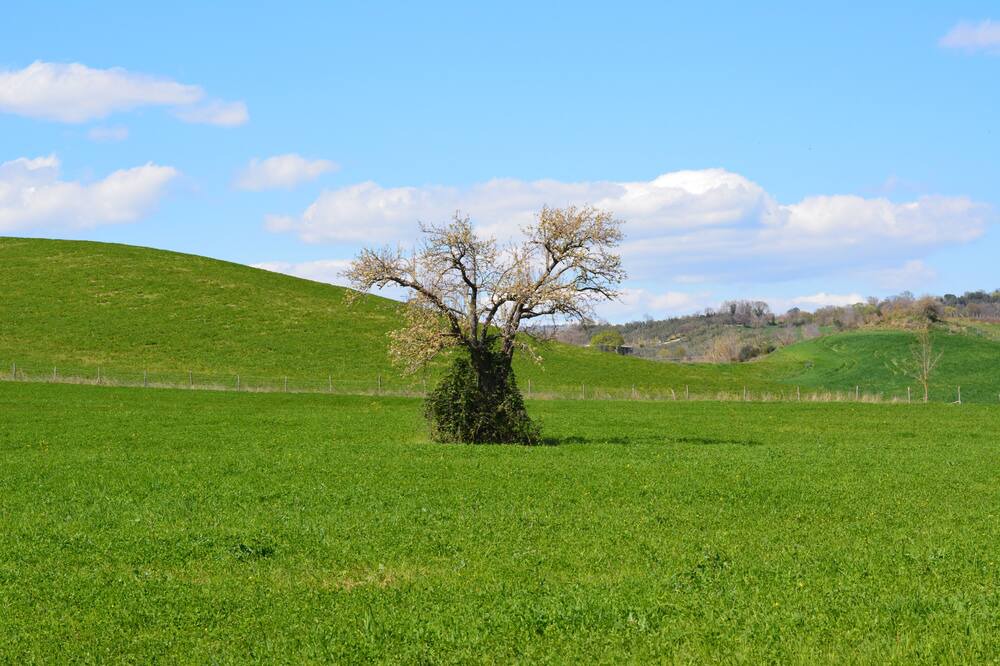 Photo of Outdoor in Scansano
