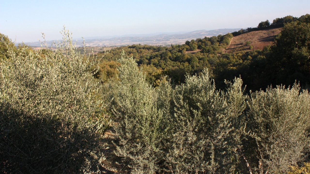 Photo of Outdoor in Scansano