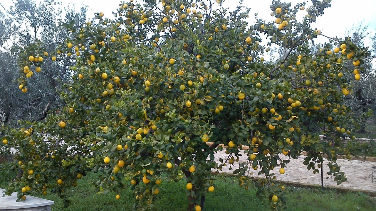Photo of Outdoor in Trani