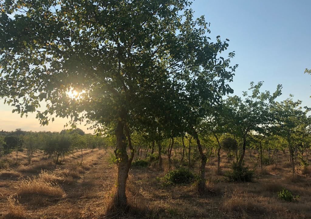 Photo of Outdoor in Torricella