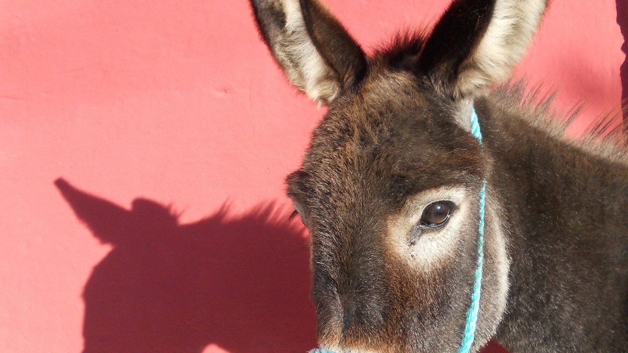 Photo of Others in Laterza