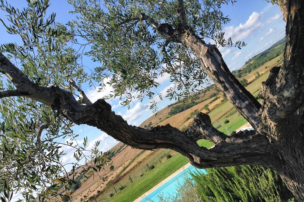 Photo of Outdoor in Capalbio
