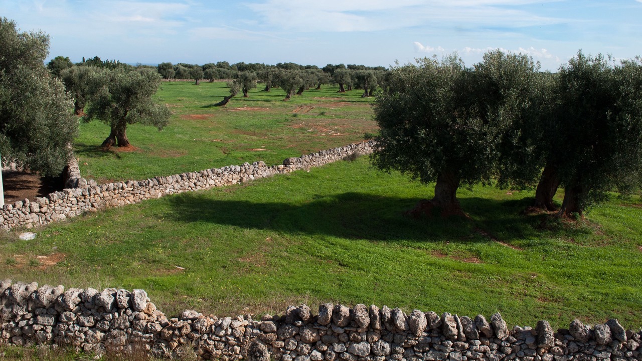 Photo of Outdoor in Fasano
