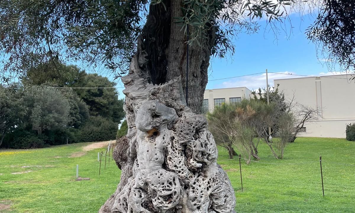 Photo of Outdoor in Cisternino