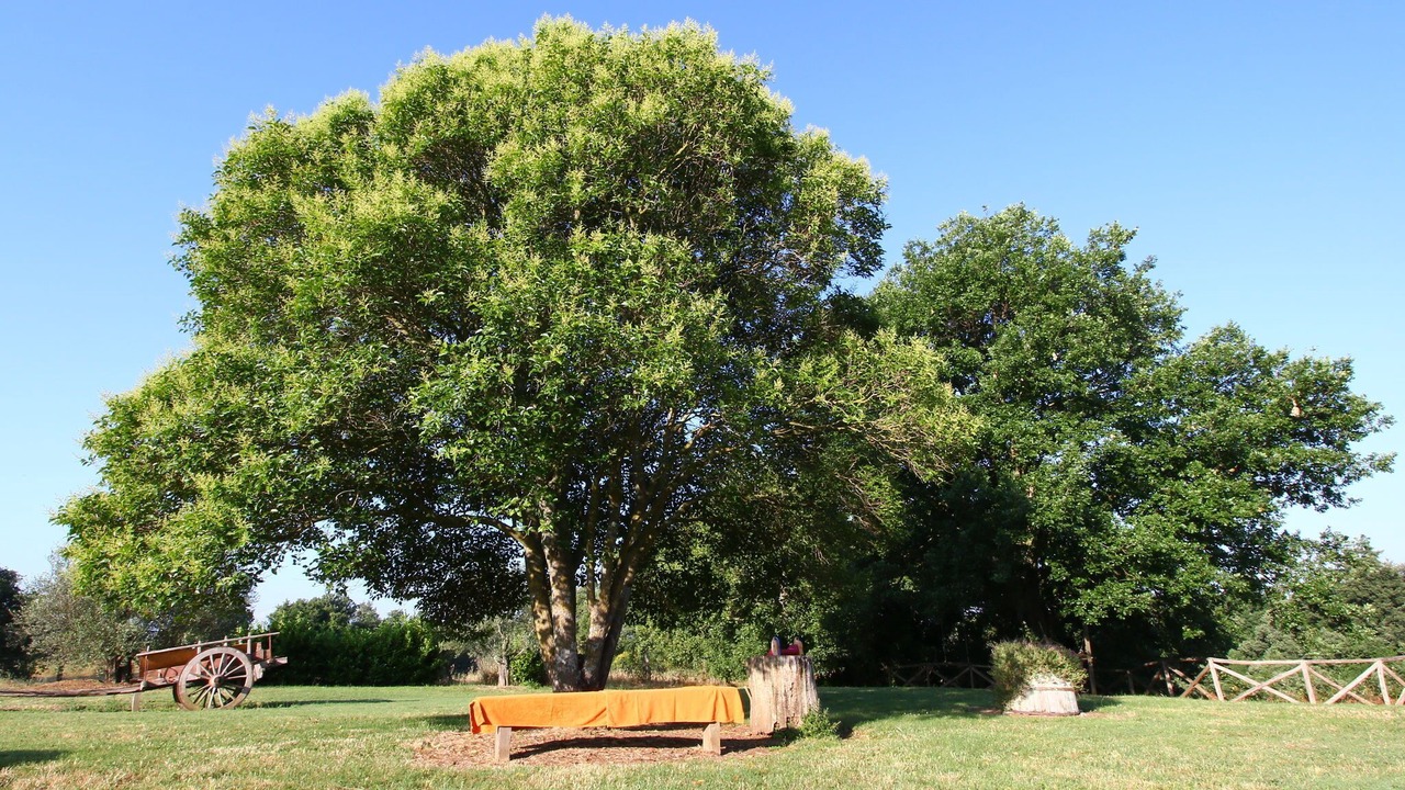 Photo of Others in Sorano