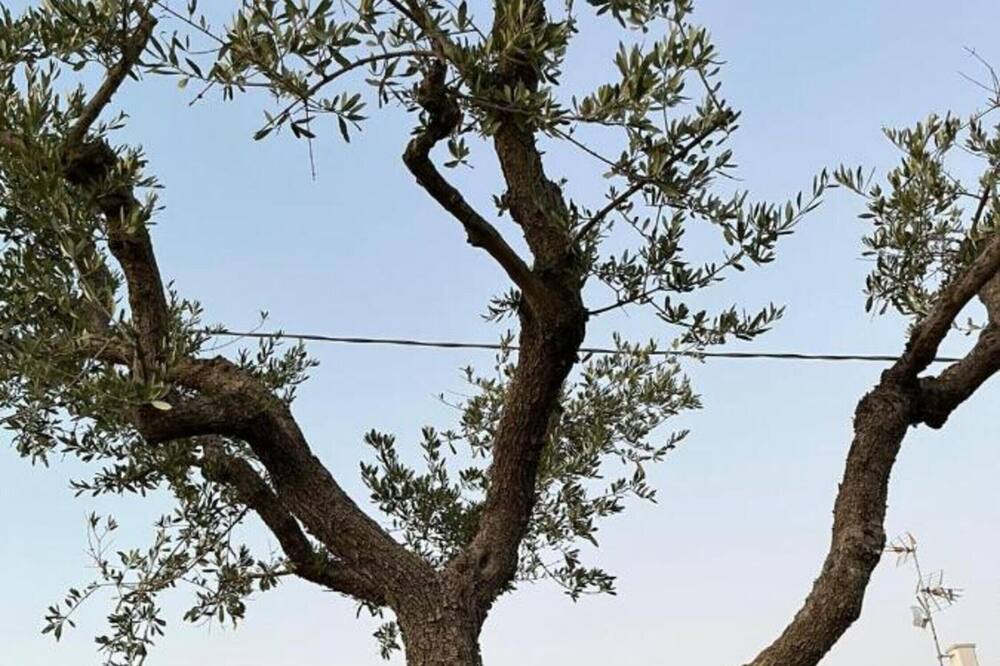 Photo of Outdoor in Noci