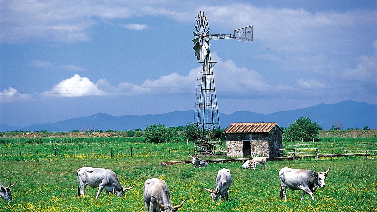 Photo of Outdoor in Alberese