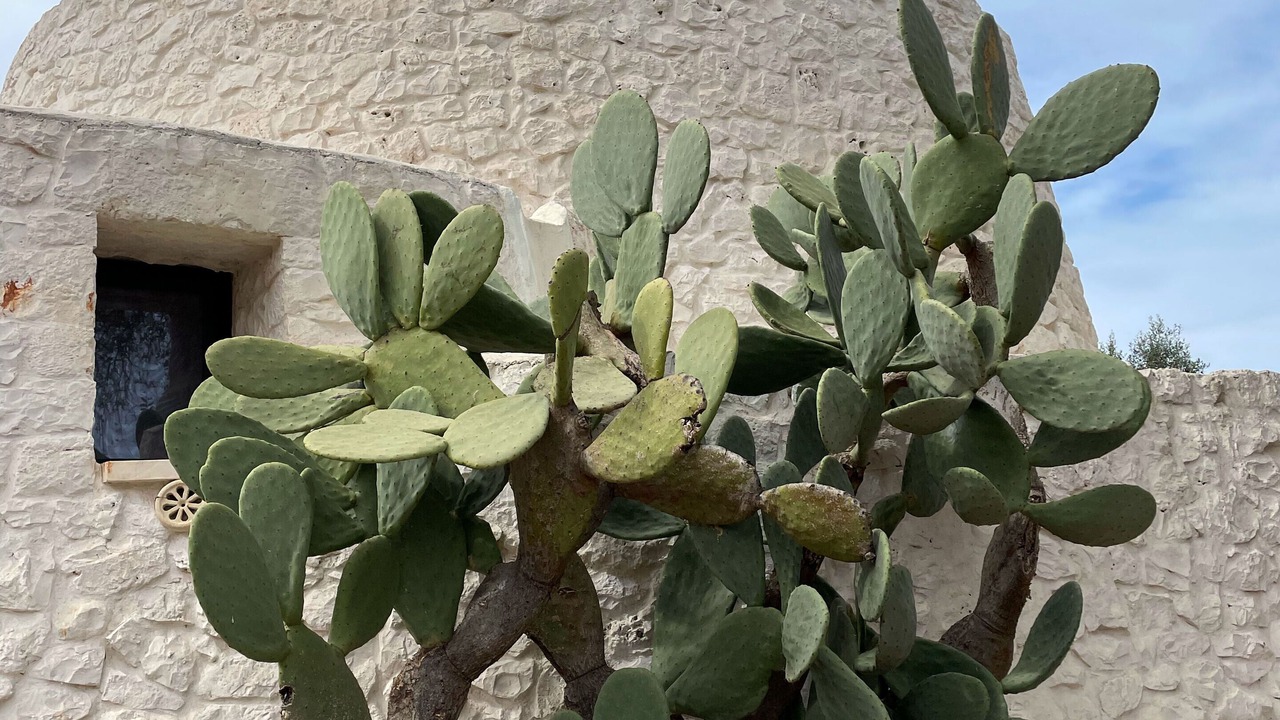 Photo of Outdoor in Ostuni