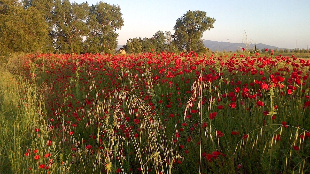 Photo of Outdoor in Orbetello