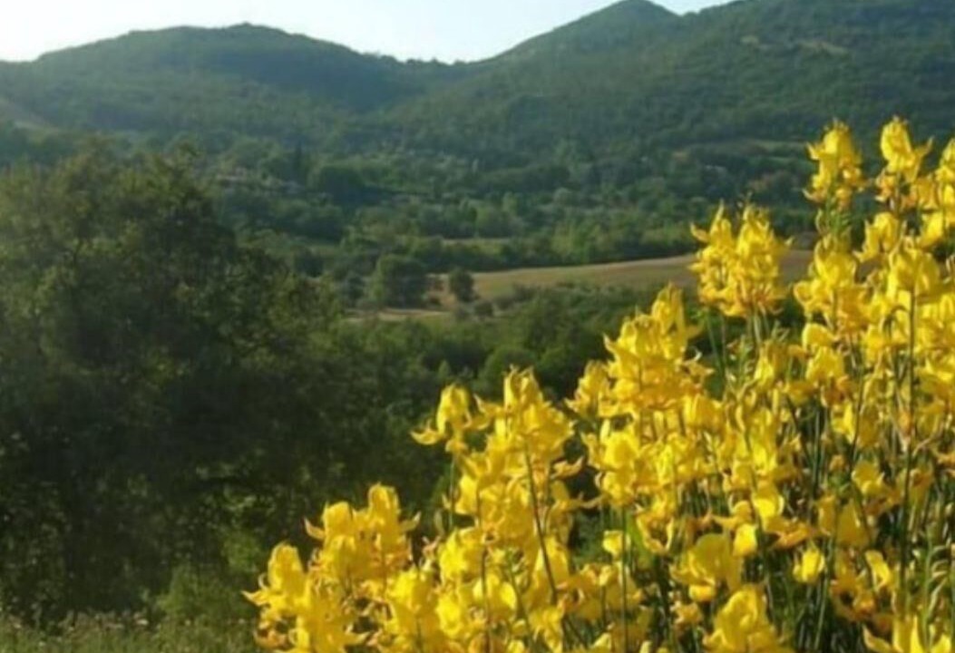 Photo of Outdoor in Elmo