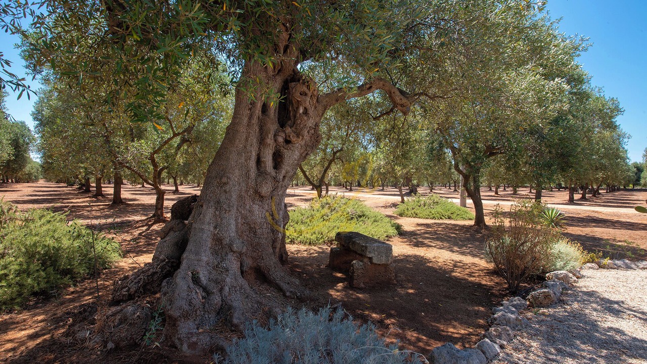 Photo of Others in Fasano