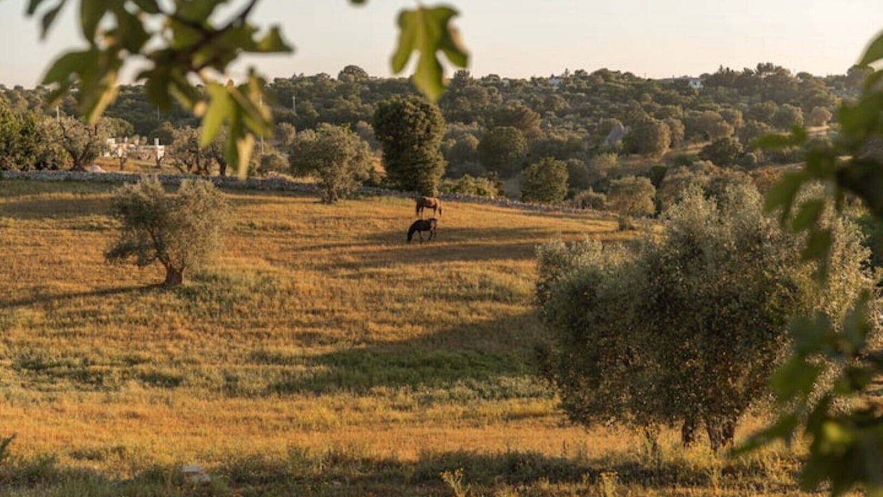 Photo of Others in Ostuni