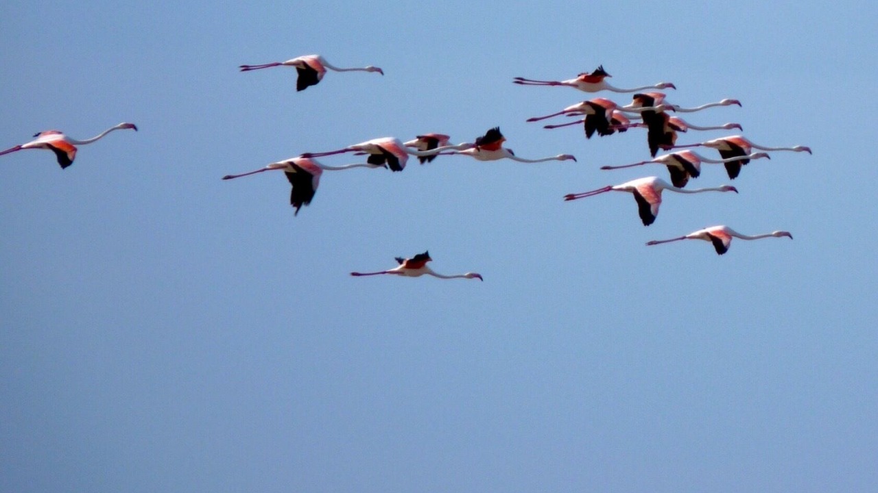 Photo of Others in Noto