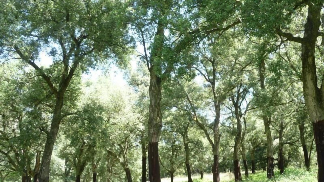 Photo of Outdoor in Montorsaio