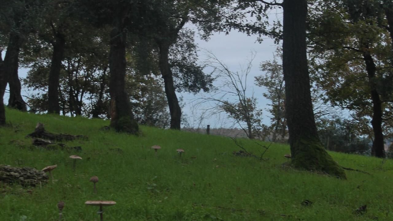 Photo of Outdoor in Montorsaio