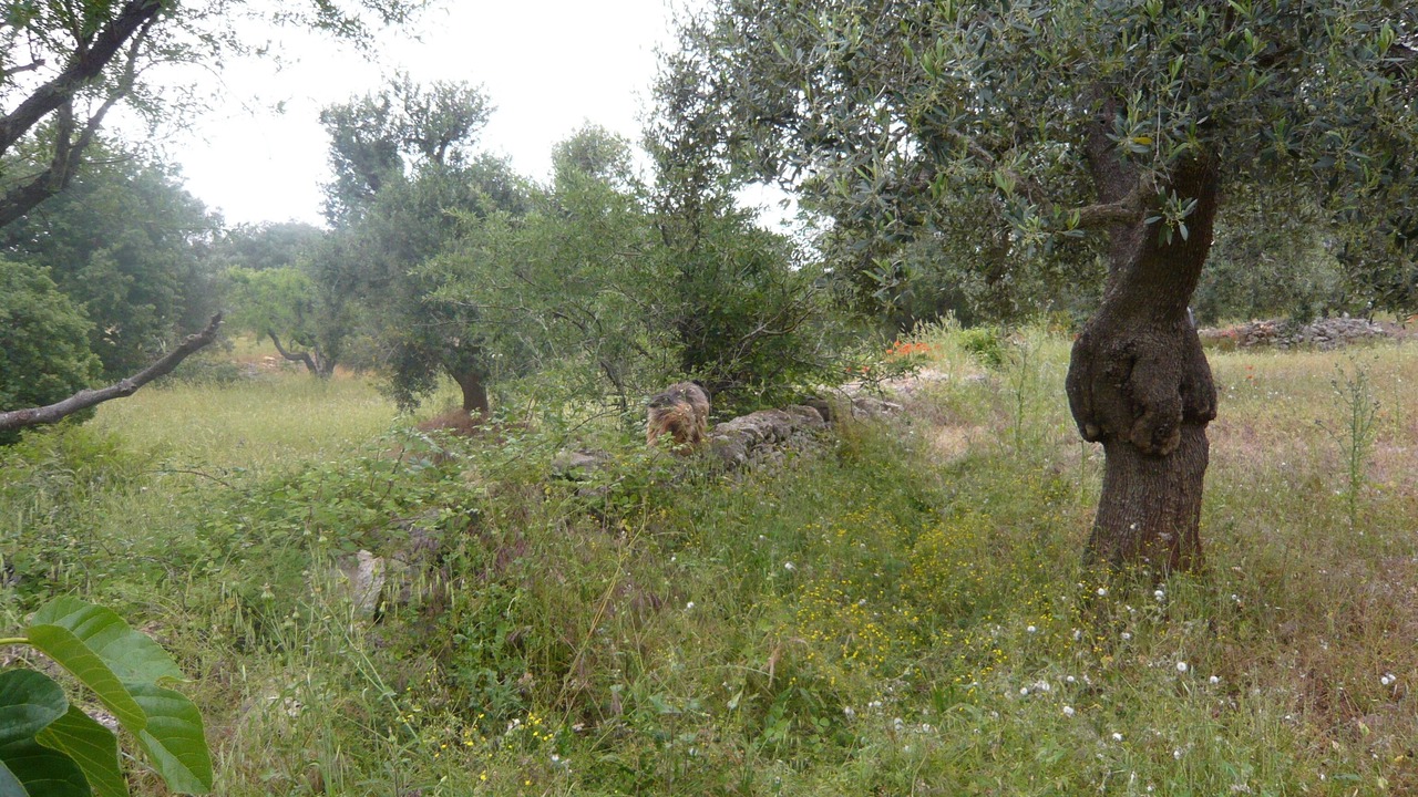 Photo of Outdoor in Francavilla Fontana