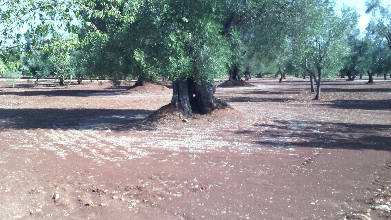 Photo of Others in Francavilla Fontana