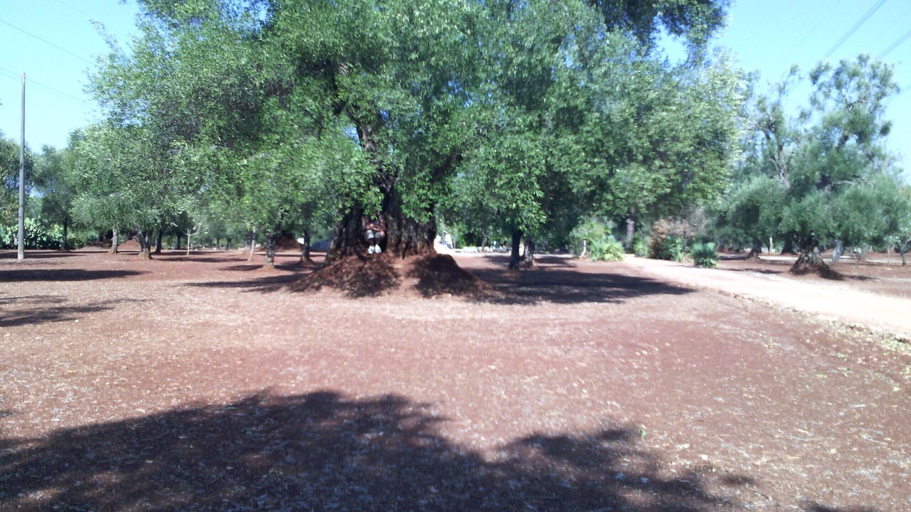 Photo of Outdoor in Francavilla Fontana