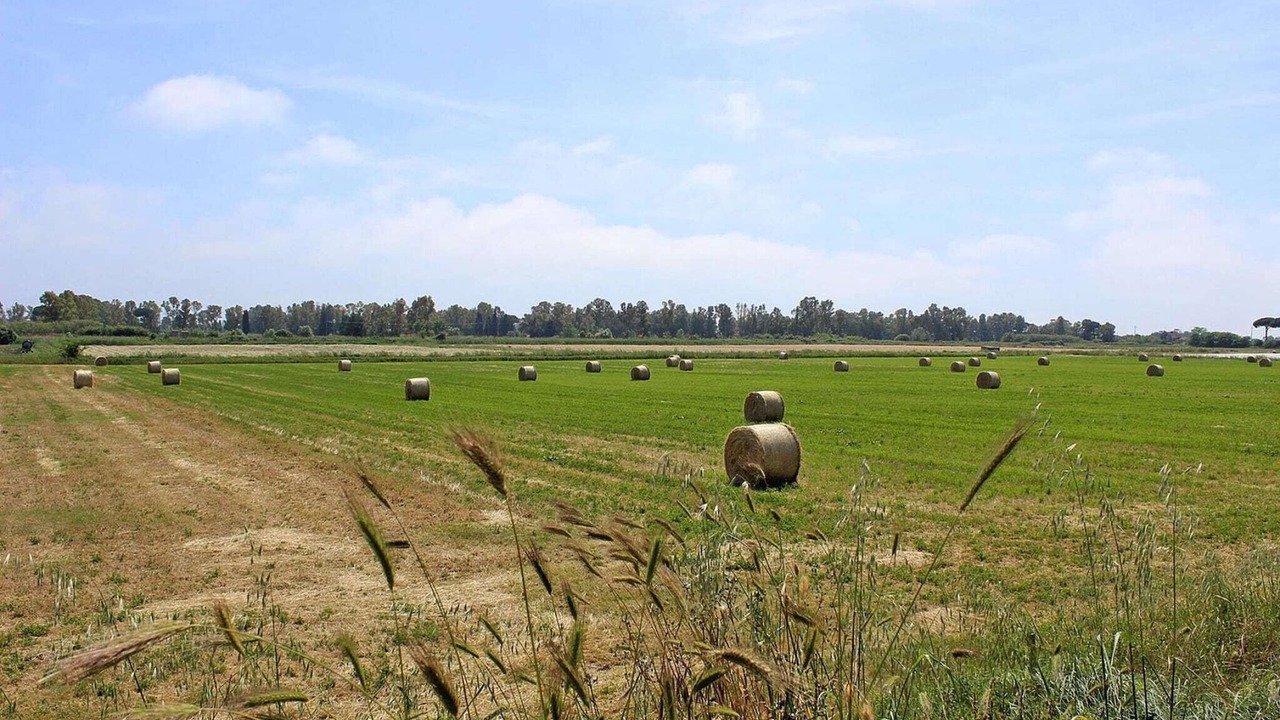 Photo of Others in Ladispoli