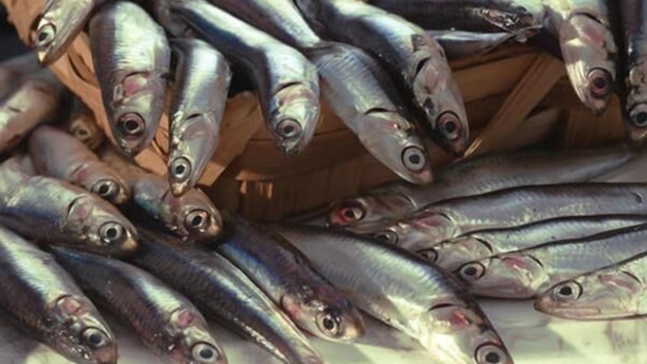 Photo of Others in Palinuro