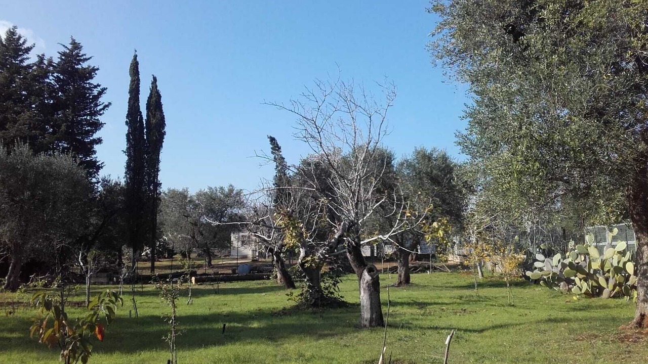 Photo of Outdoor in San Vito dei Normanni
