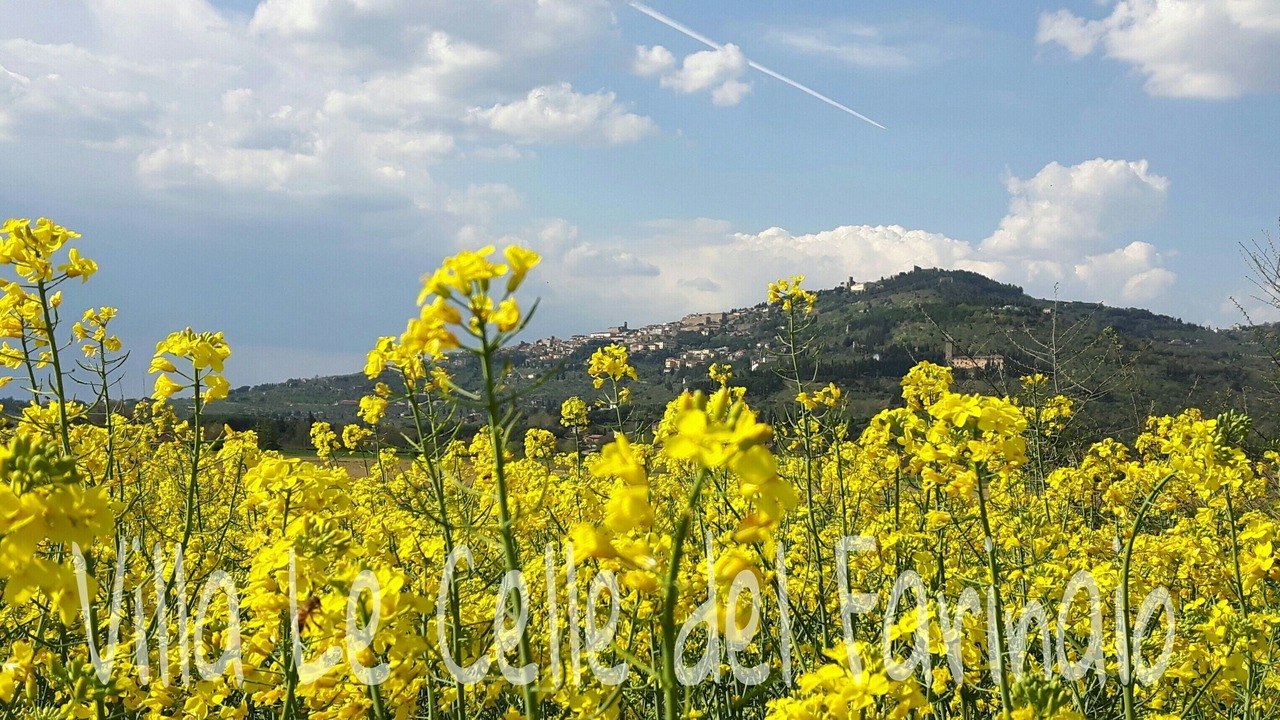 Photo of Outdoor in Cortona