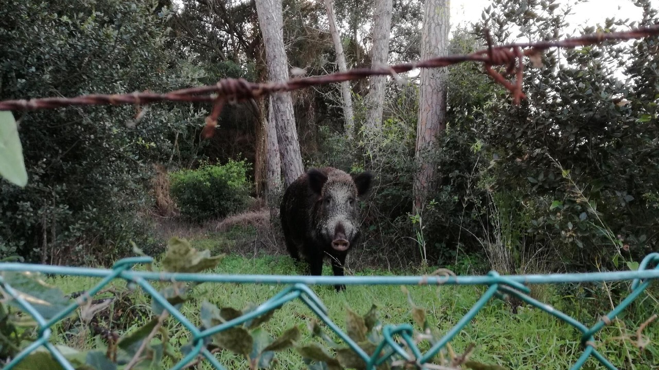 Photo of Outdoor in Ansedonia