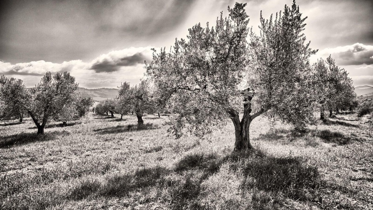 Photo of Others in San Venanzo