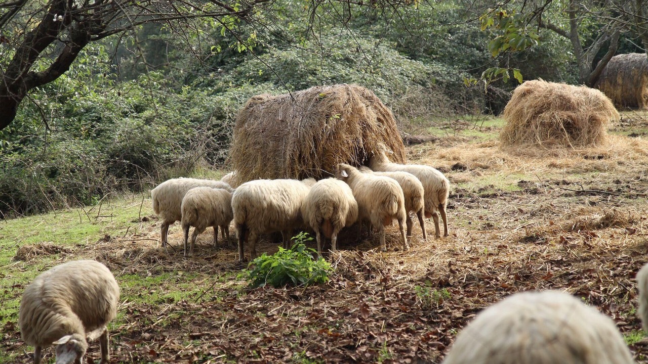 Photo of Outdoor in Civitella d'Agliano