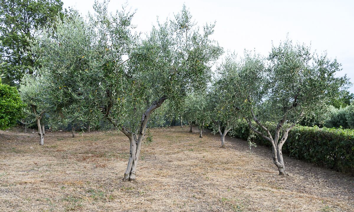 Photo of Outdoor in Pollica