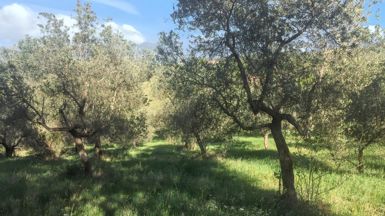 Photo of Others in Bevagna