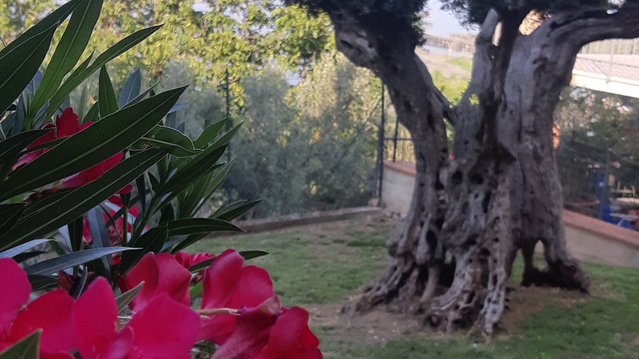 Photo of Outdoor in San Savino