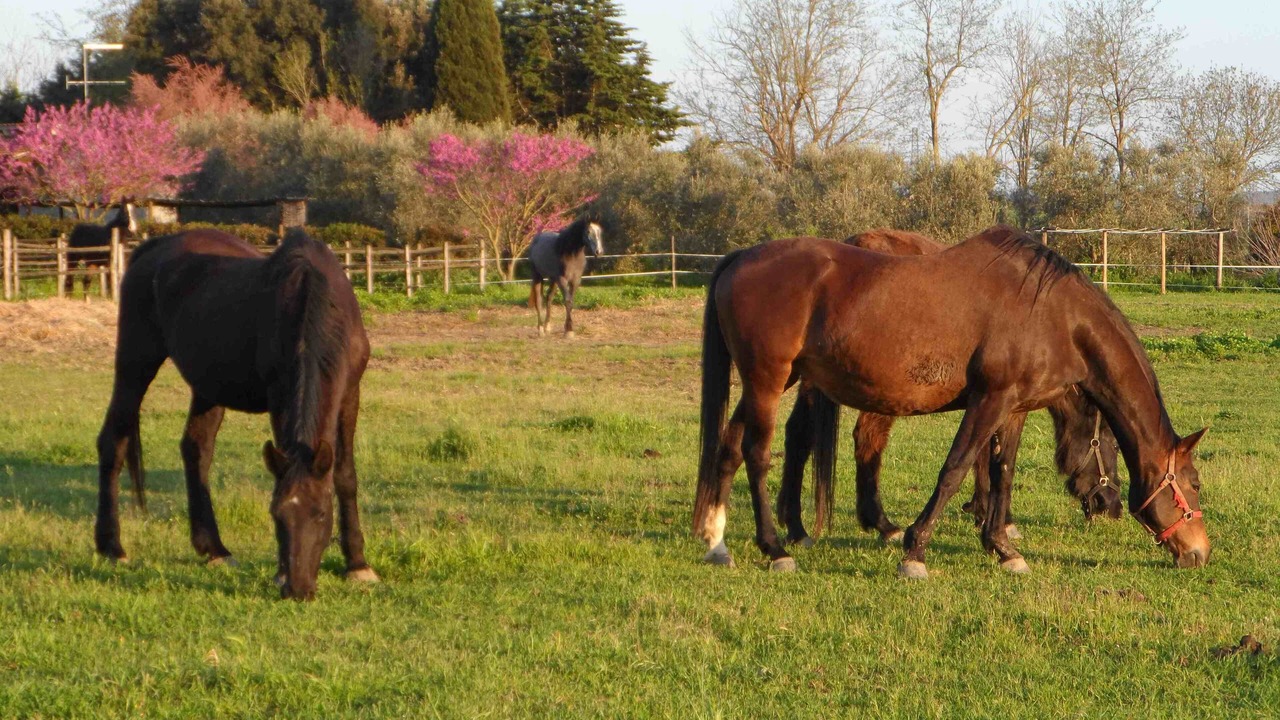 Photo of Outdoor in Magliano in Toscana