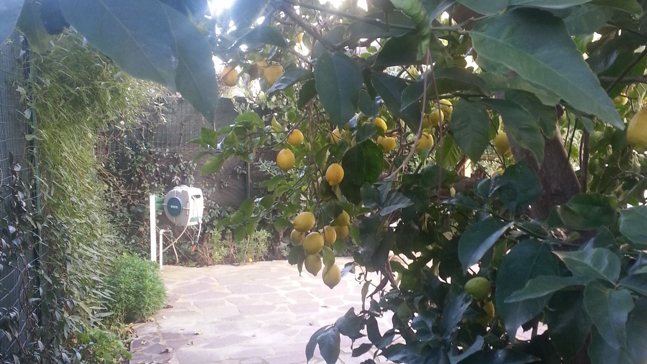 Photo of Outdoor in Fregenae