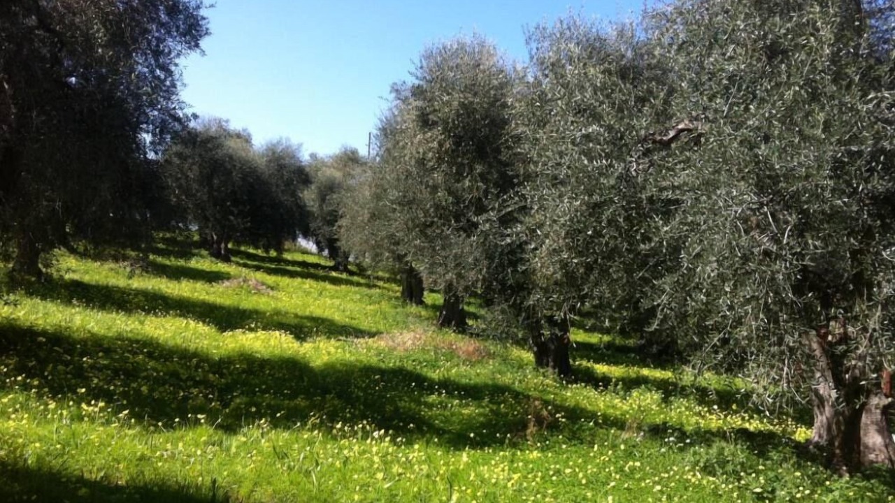 Photo of Outdoor in Vico del Gargano