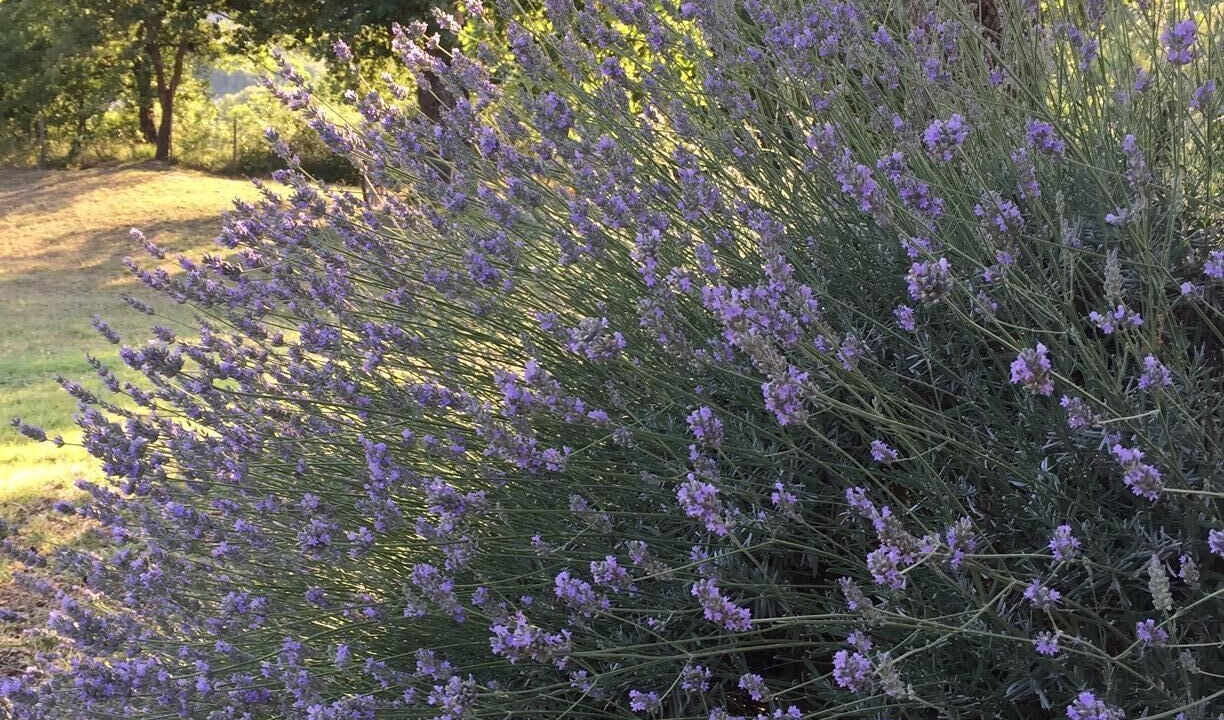Photo of Outdoor in Sorano