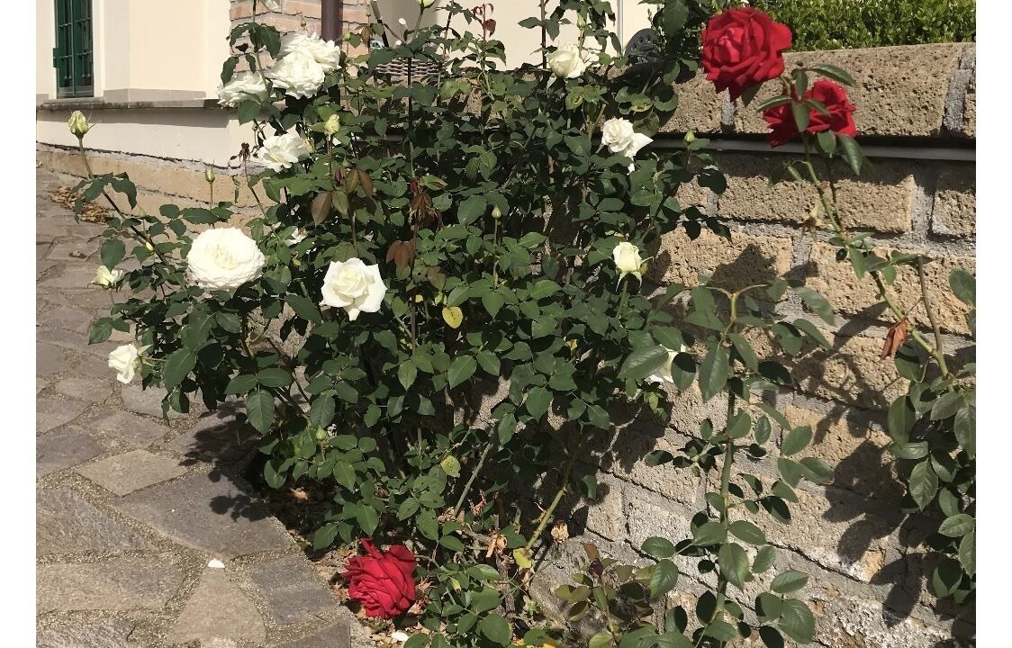 Photo of Outdoor in Poggio