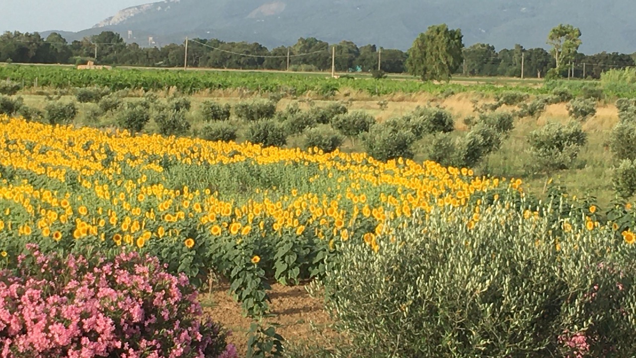 Photo of Outdoor in Orbetello