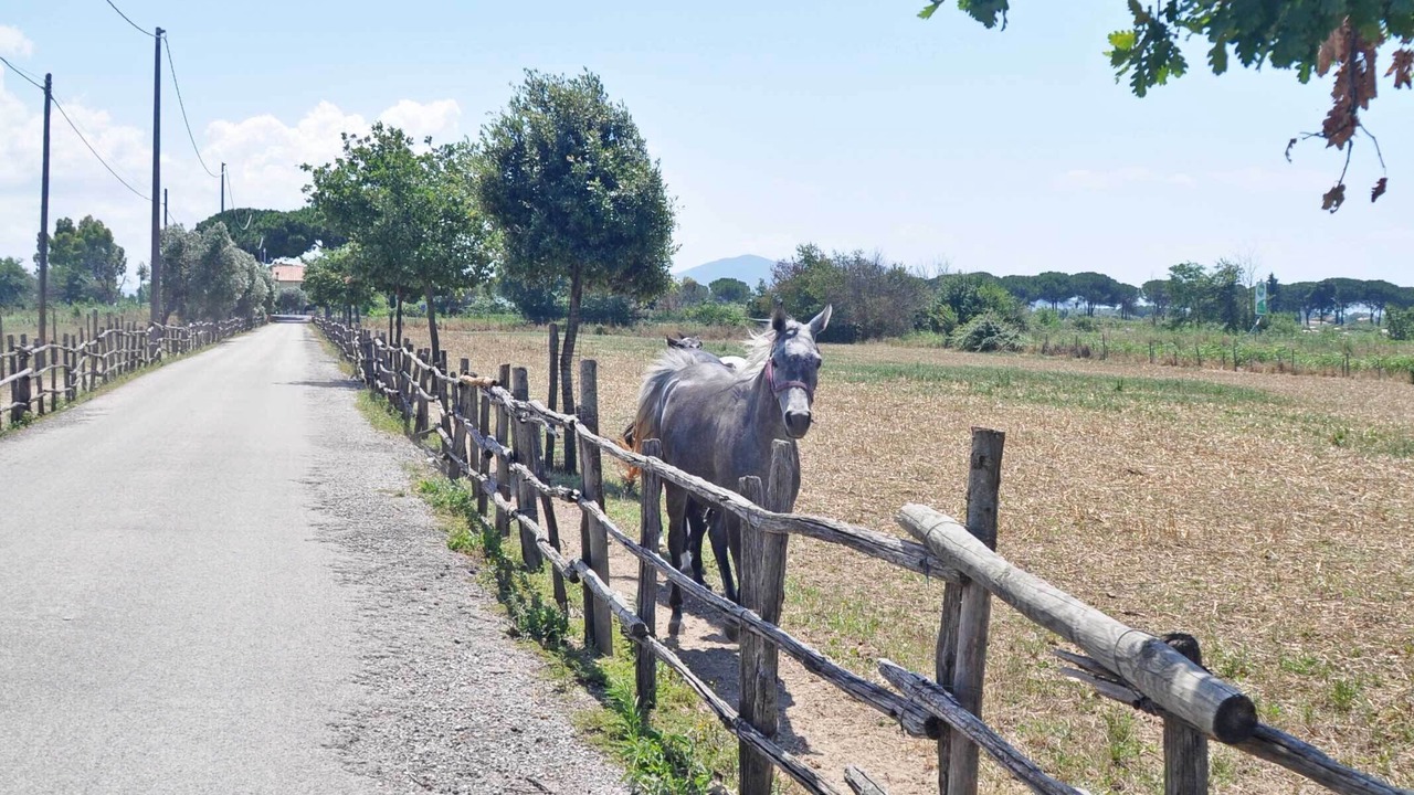 Photo of Others in Grosseto